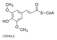 Steroid hormone biosynthesis kegg