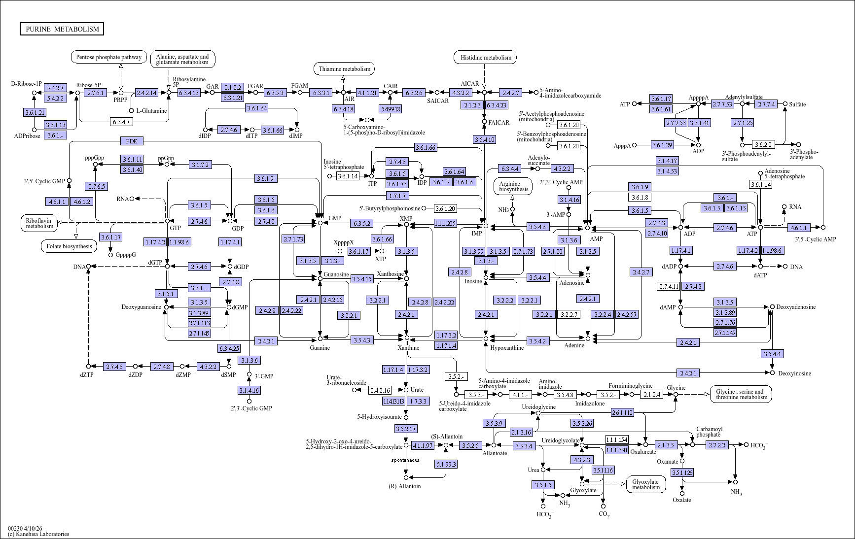 Purine metabolism