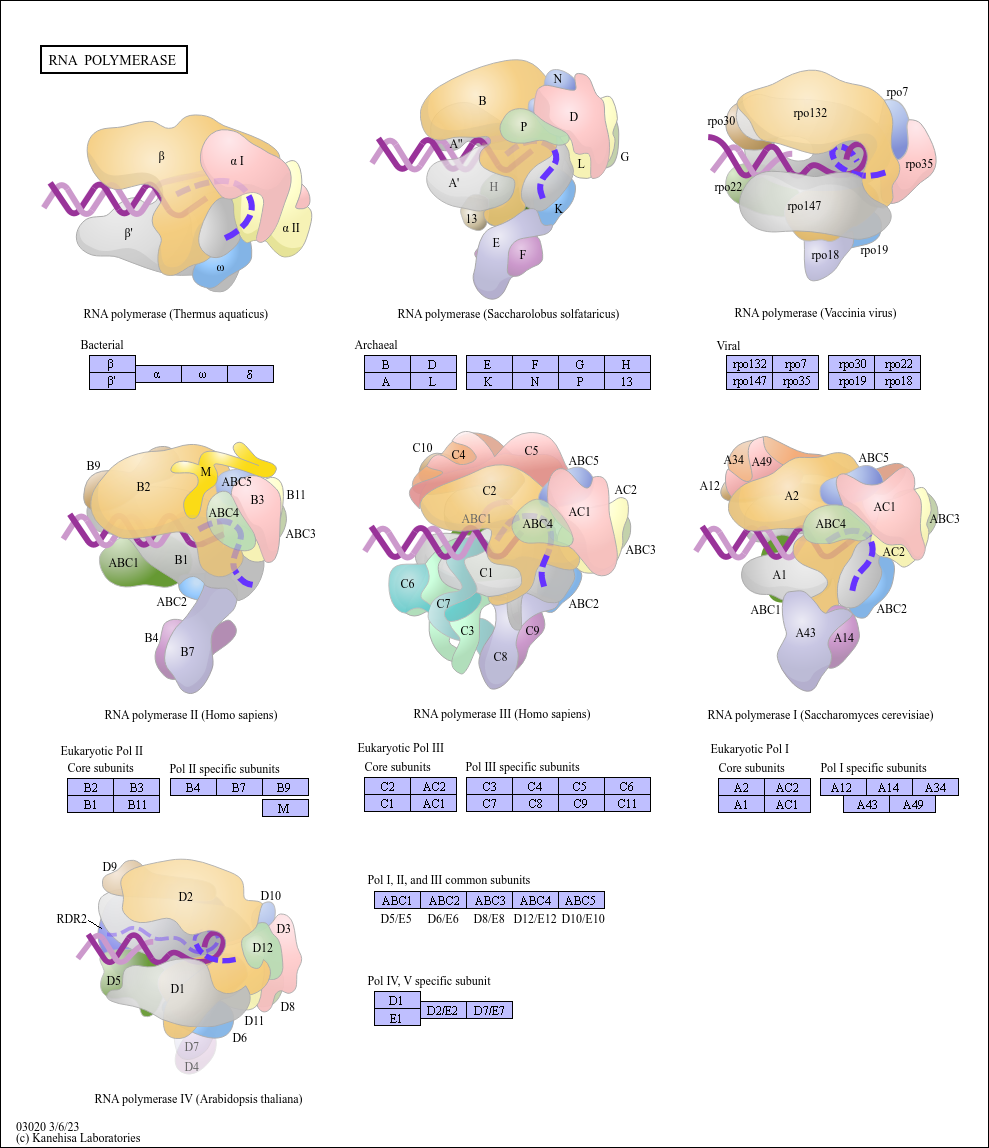 RNA polymerase