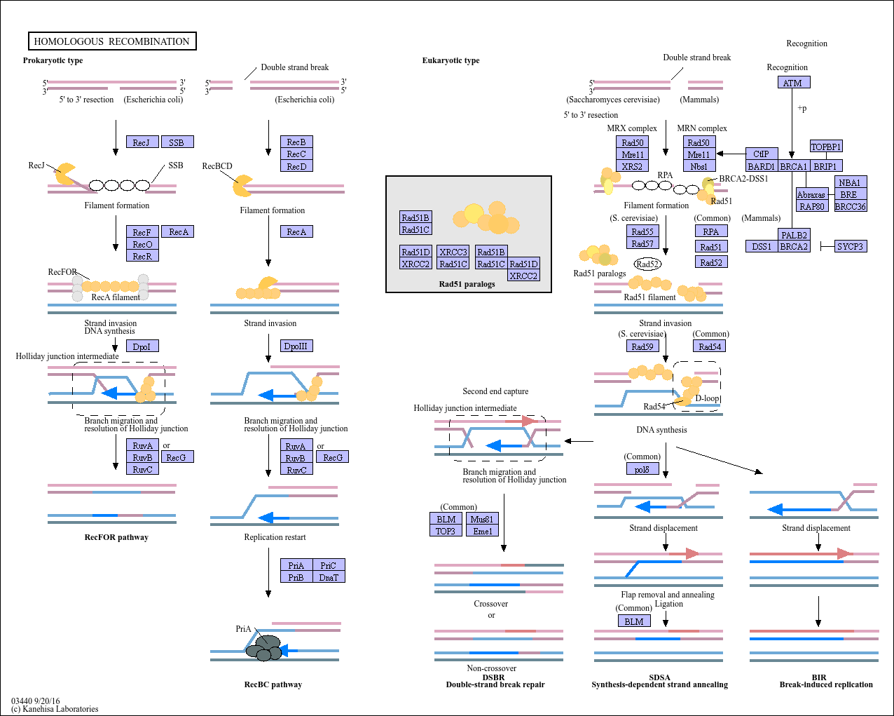 Homologous recombination