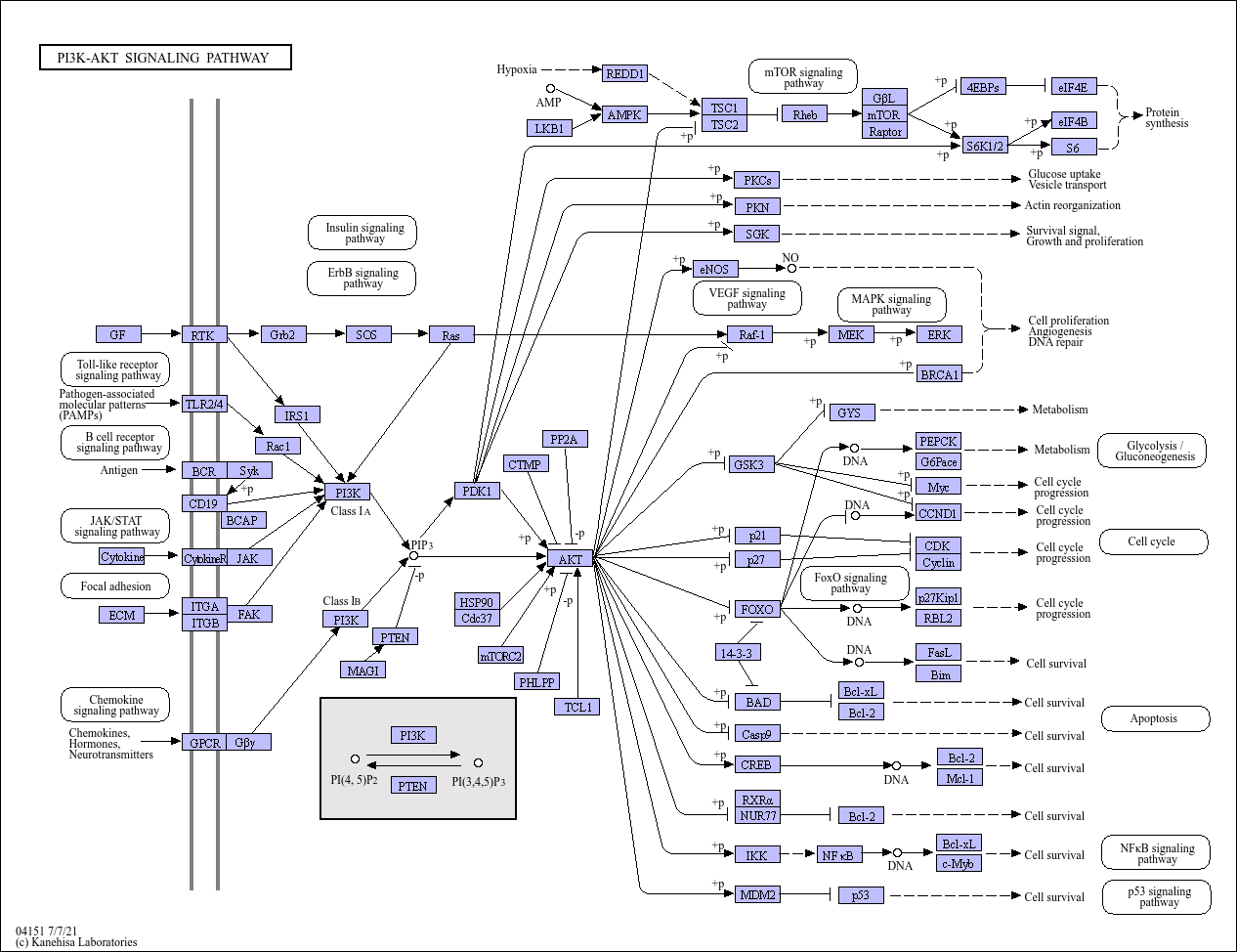 PI3K-Akt signaling pathway