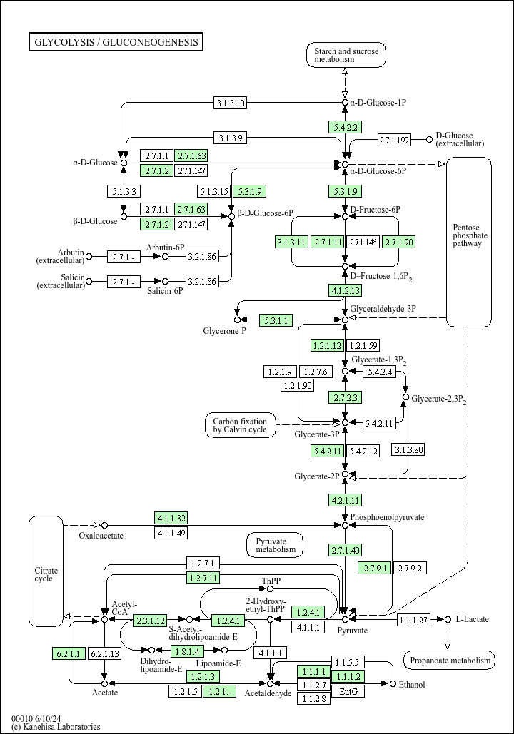 Glycolysis / Gluconeogenesis