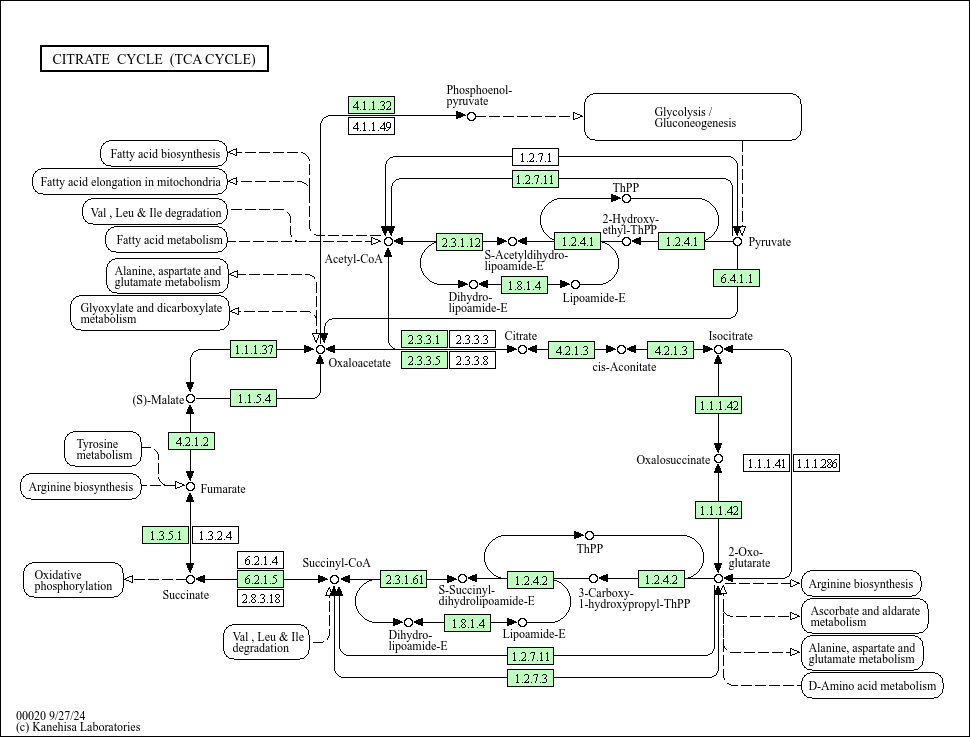 Citrate cycle (TCA cycle)