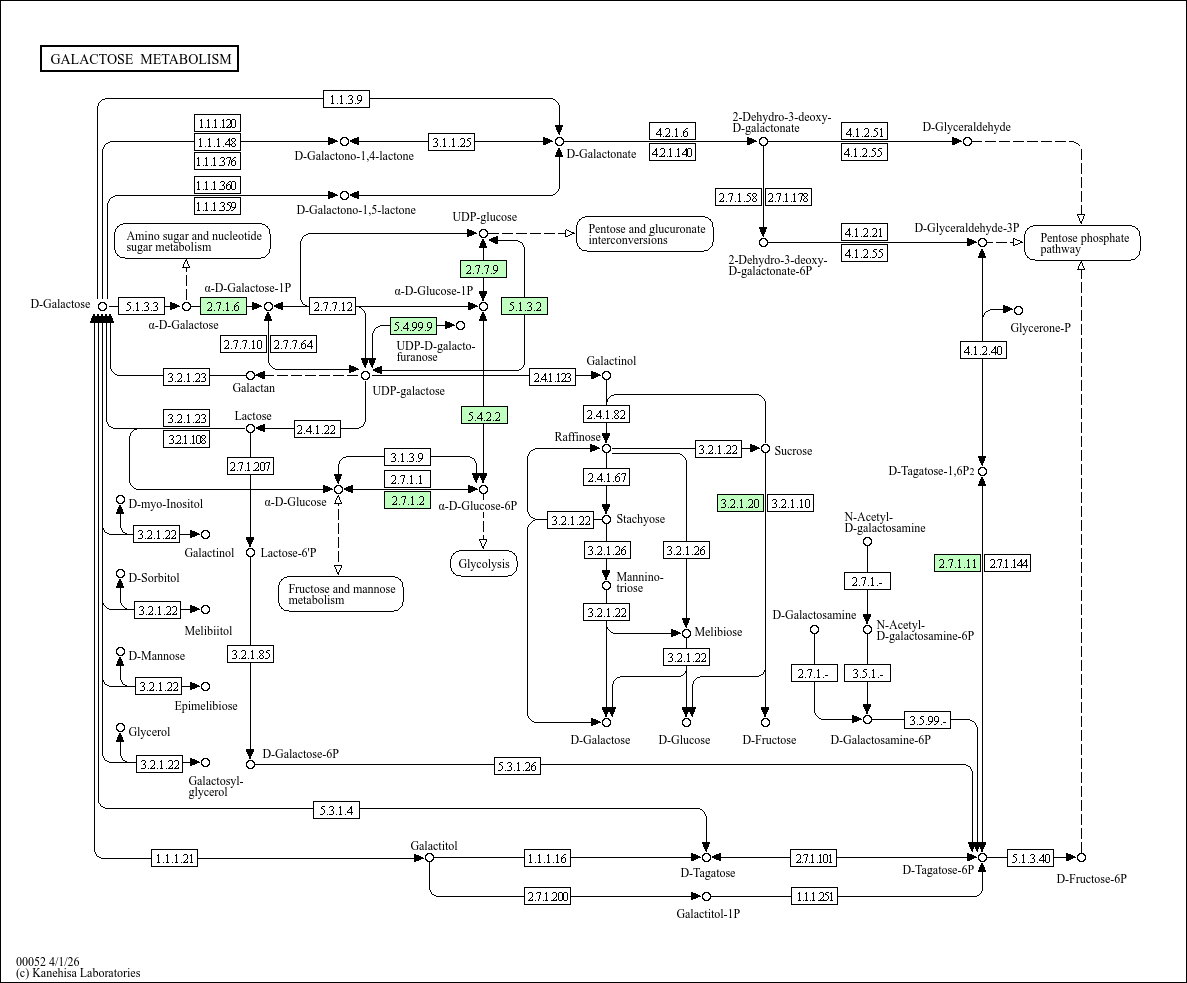 Galactose metabolism