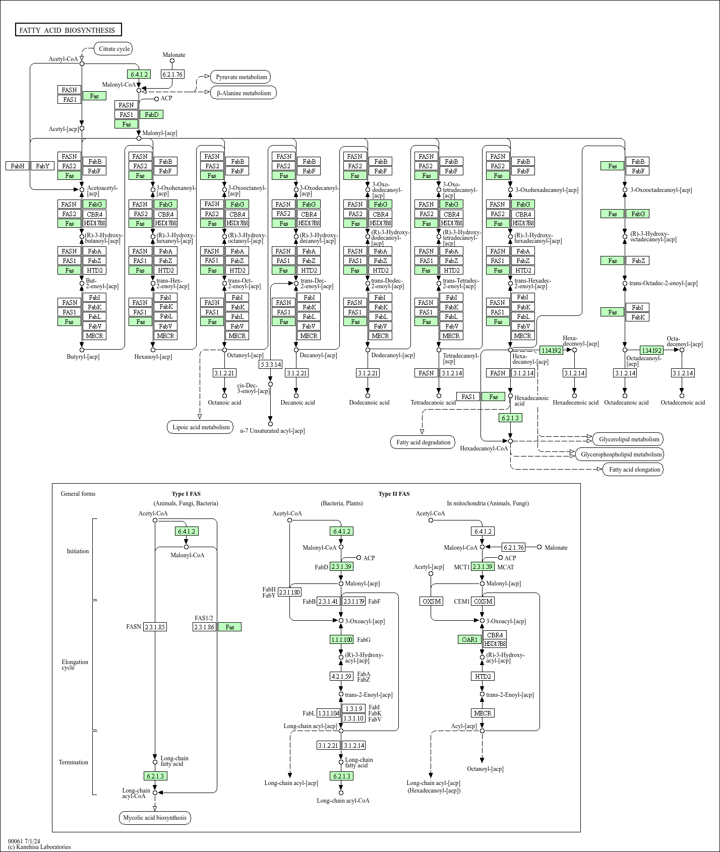 Fatty acid biosynthesis
