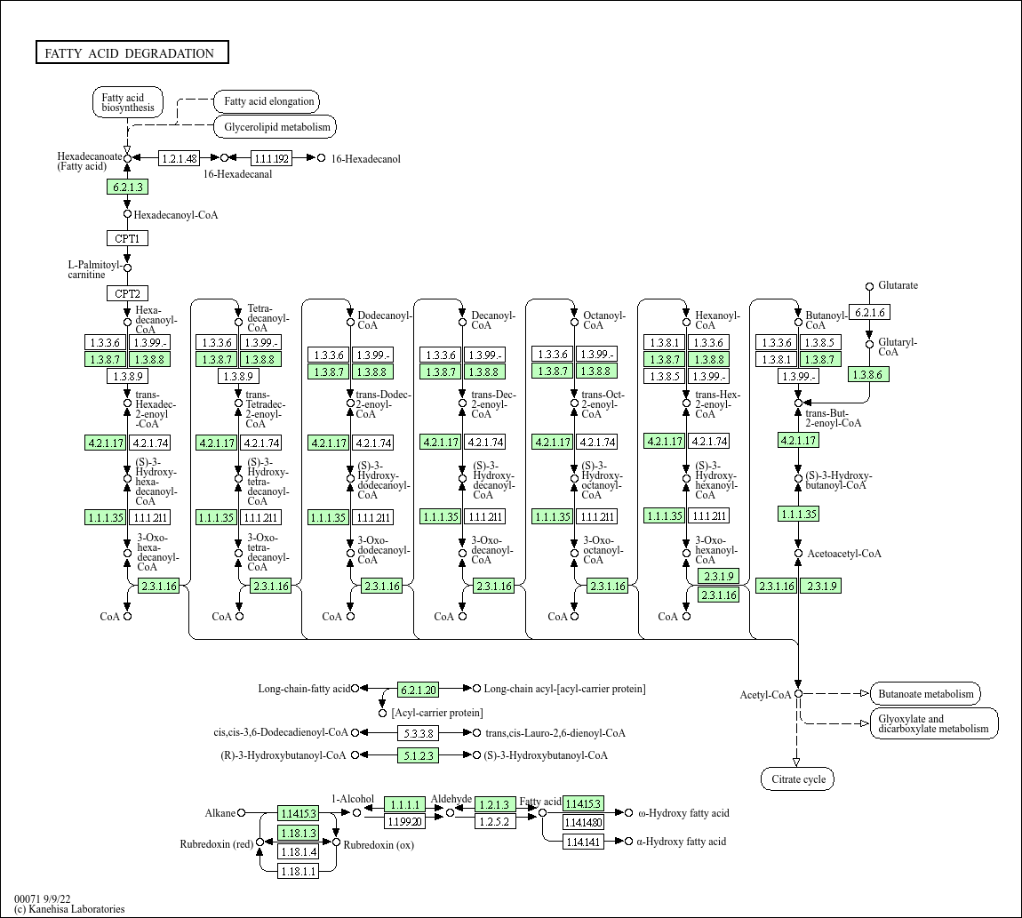Fatty acid degradation