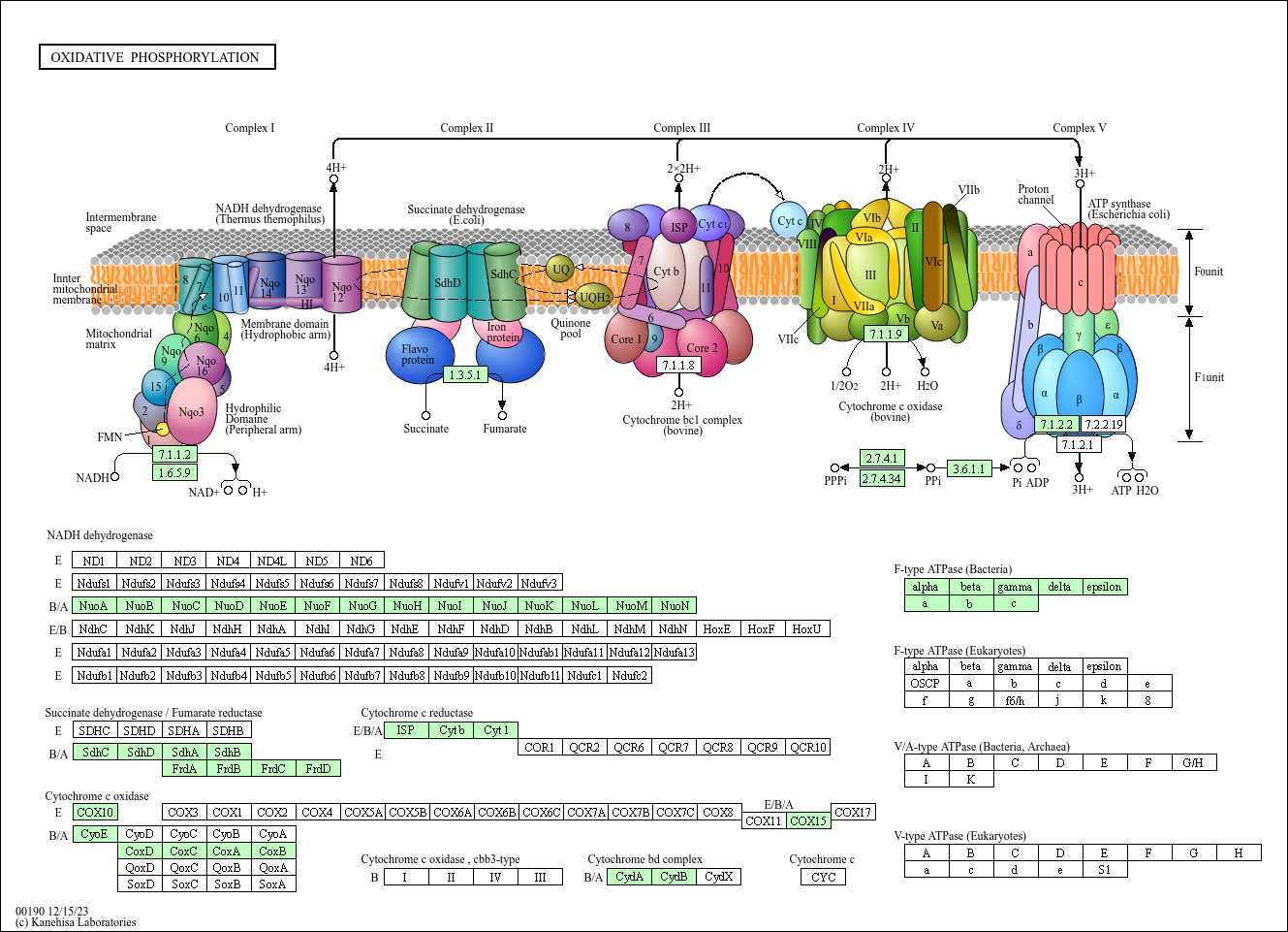Oxidative phosphorylation