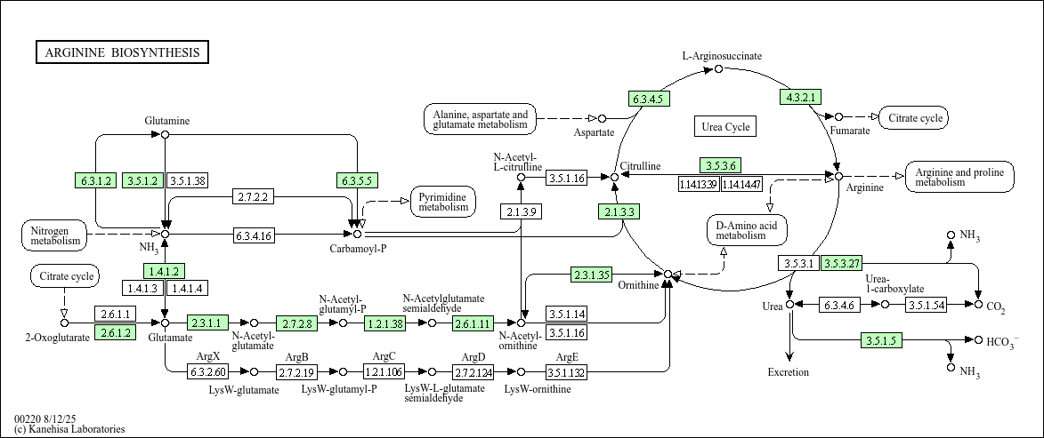 Arginine biosynthesis