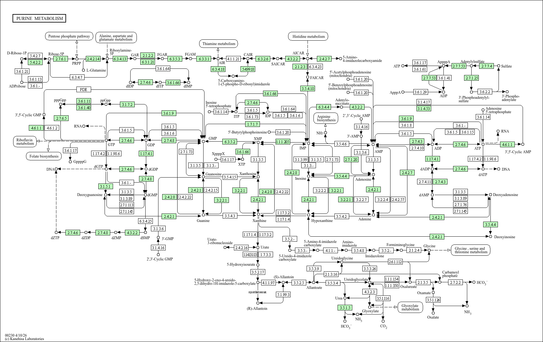 Purine metabolism