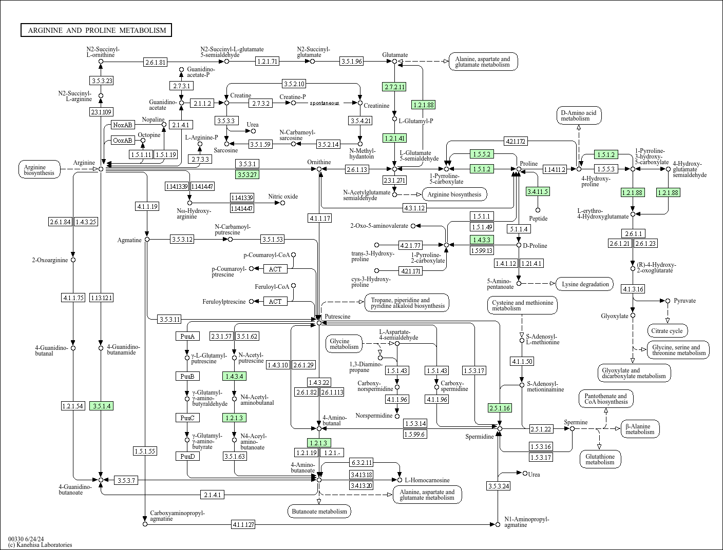 Arginine and proline metabolism
