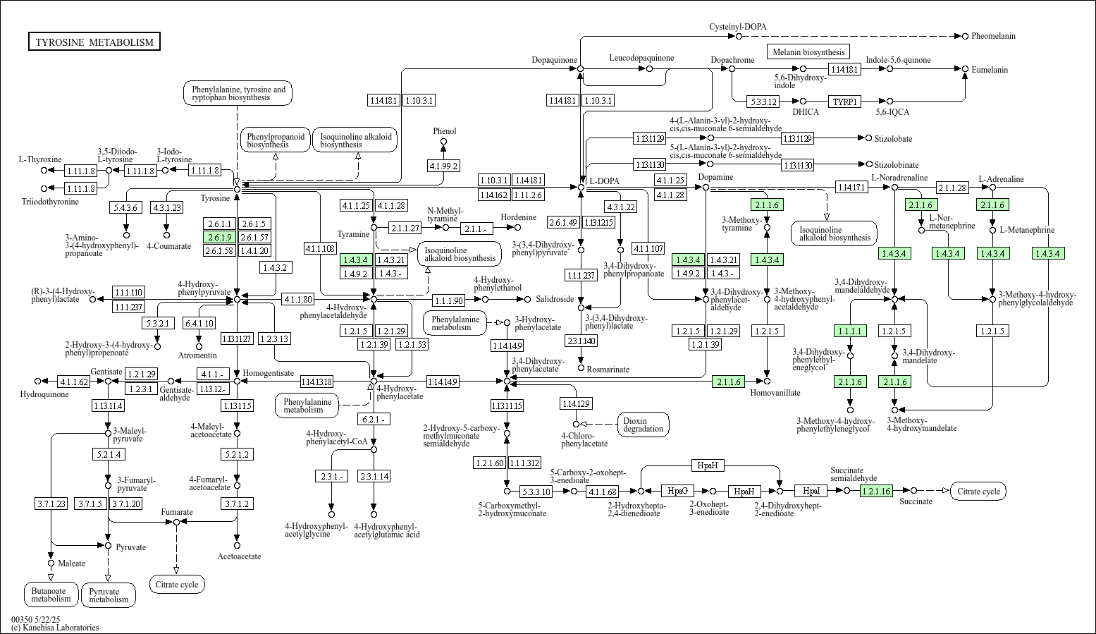Tyrosine metabolism