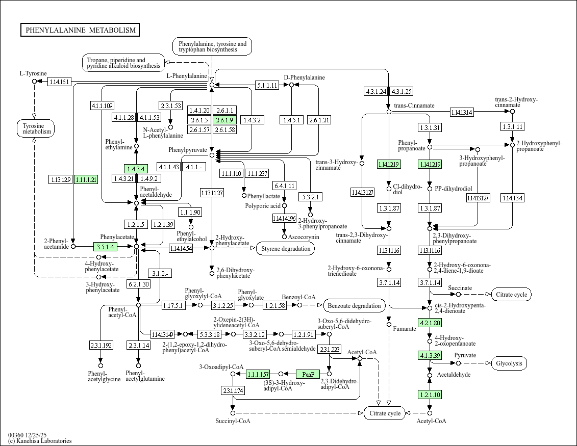 Phenylalanine metabolism