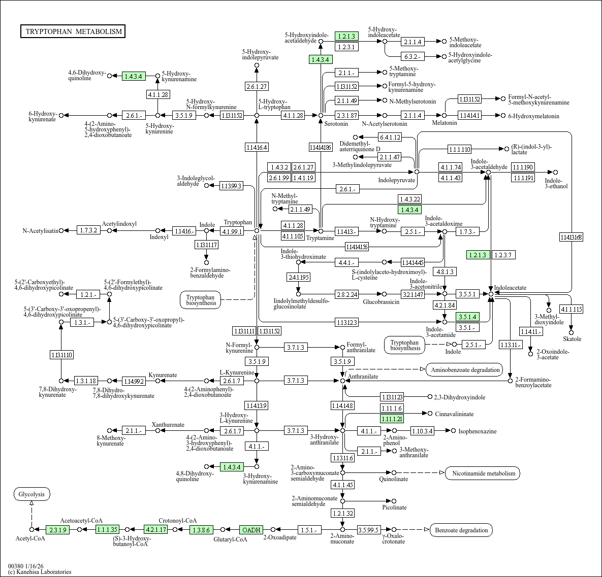 Tryptophan metabolism