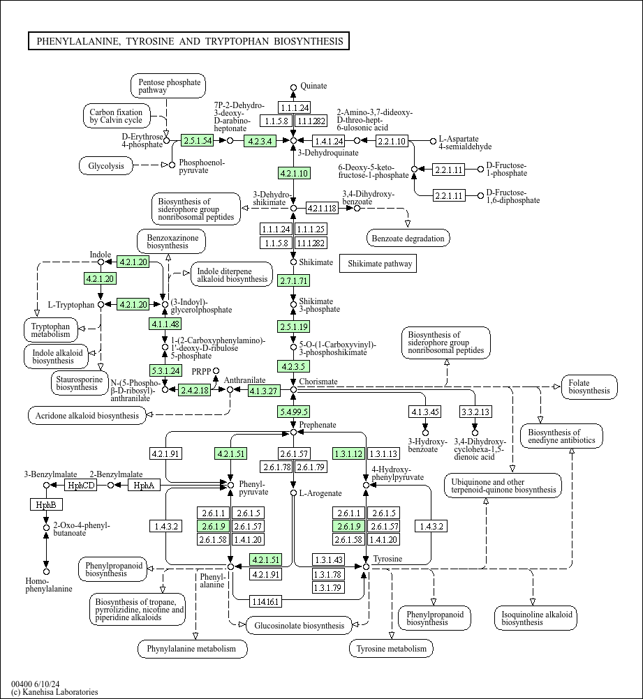 Phenylalanine, tyrosine and tryptophan biosynthesis