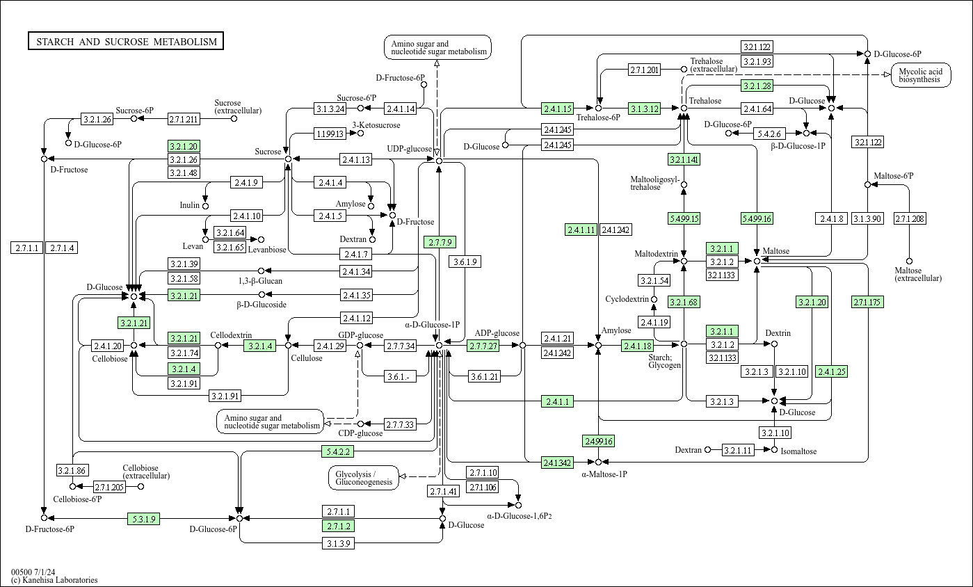 Starch and sucrose metabolism