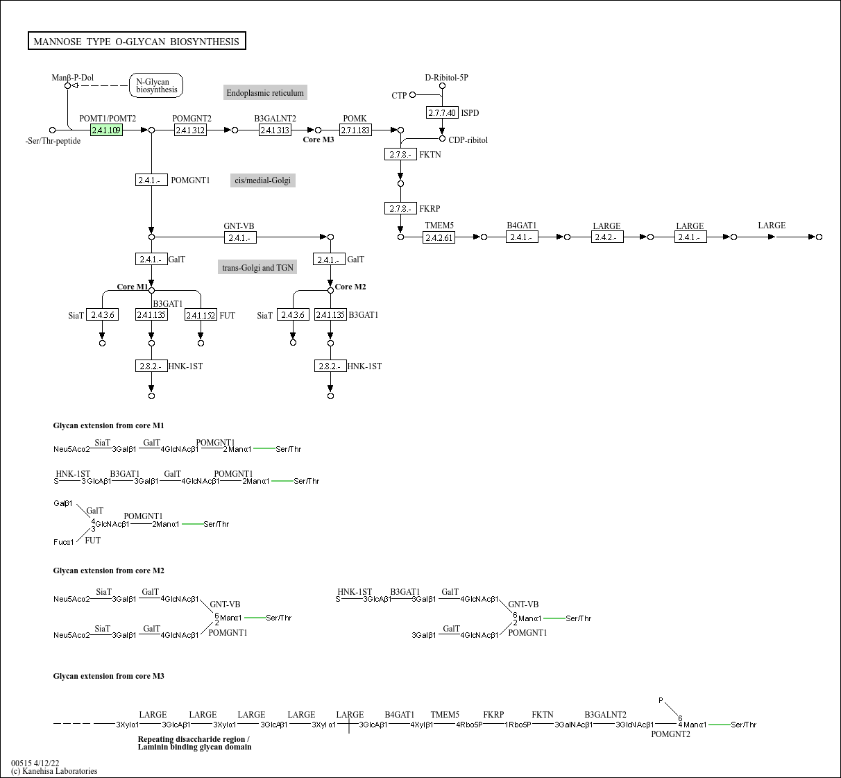 Mannose type O-glycan biosynthesis
