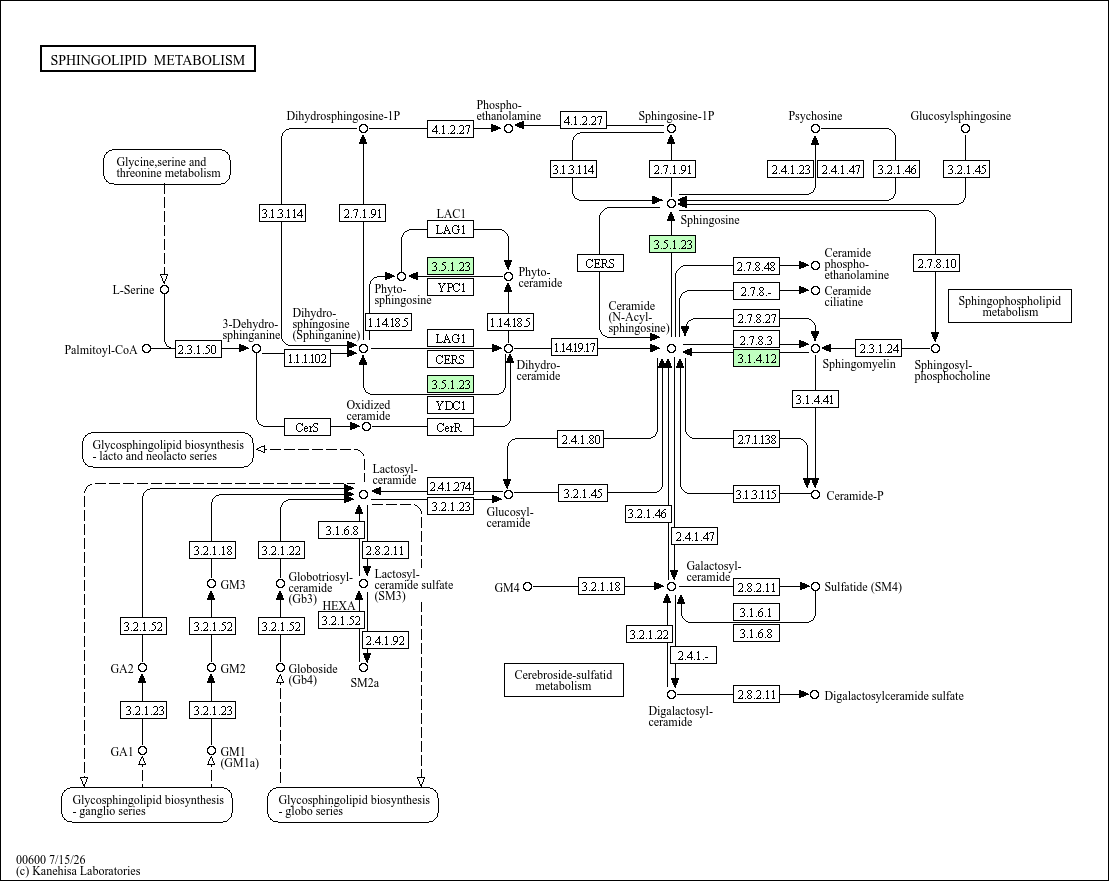 Sphingolipid metabolism