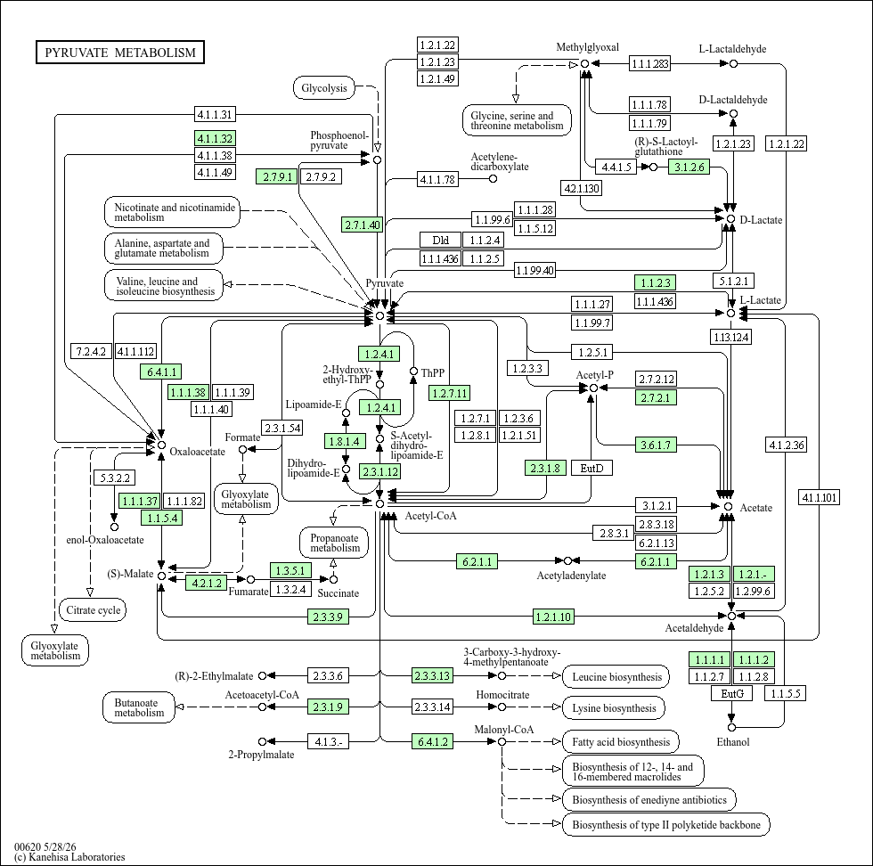 Pyruvate metabolism
