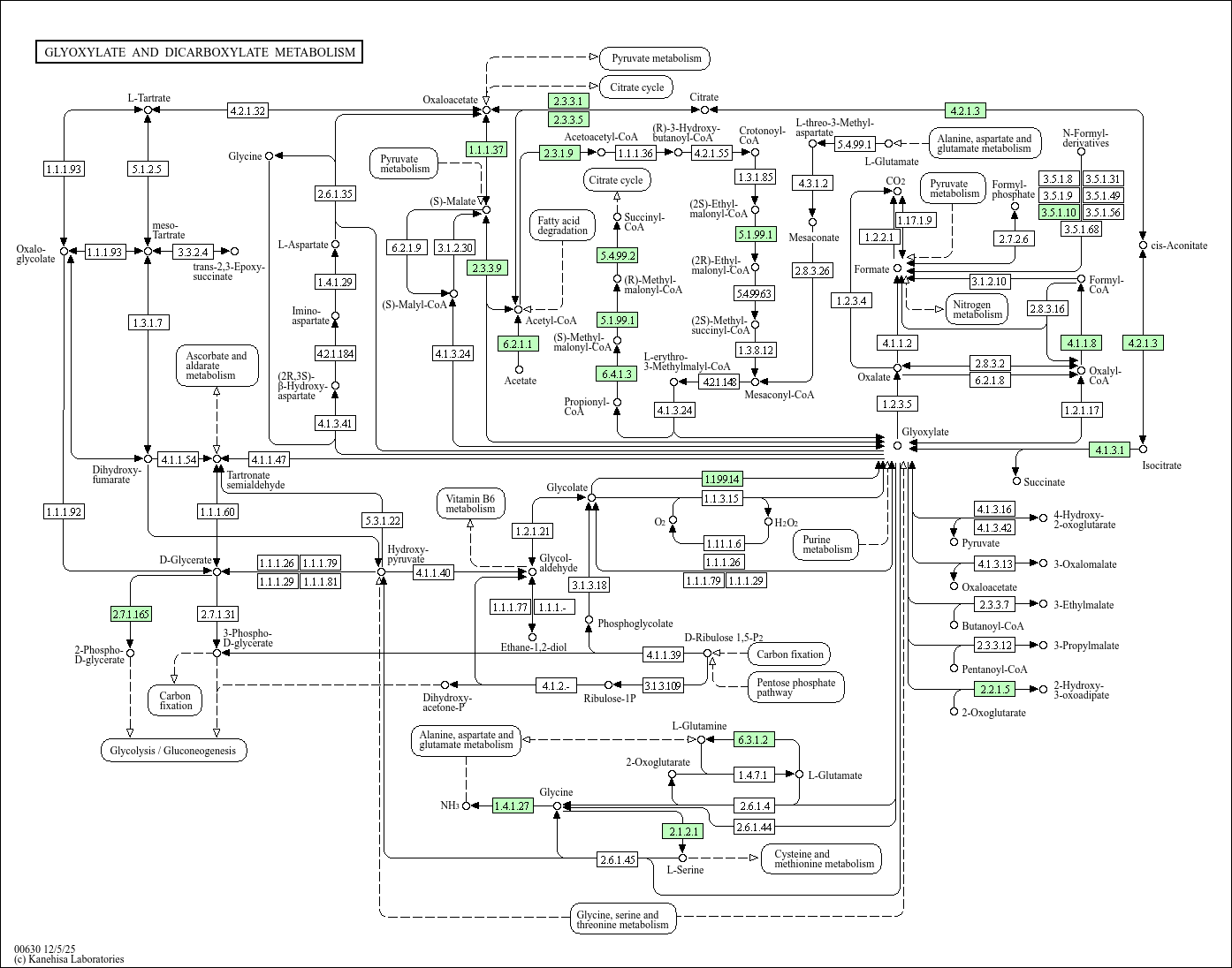 Glyoxylate and dicarboxylate metabolism