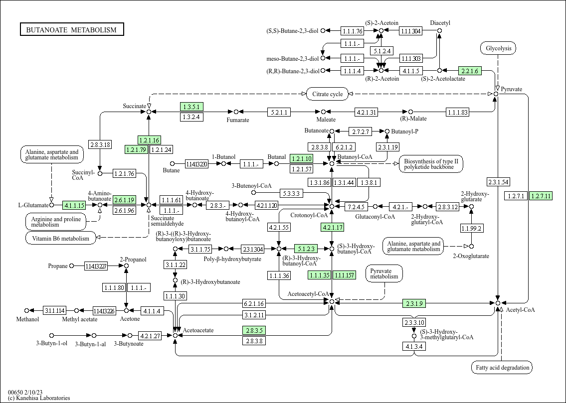 Butanoate metabolism