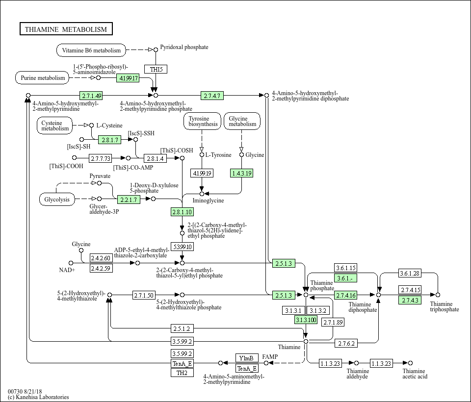 Thiamine metabolism