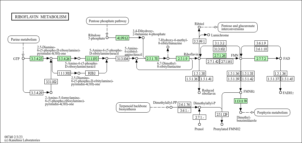 Riboflavin metabolism