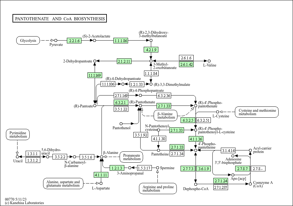 Pantothenate and CoA biosynthesis