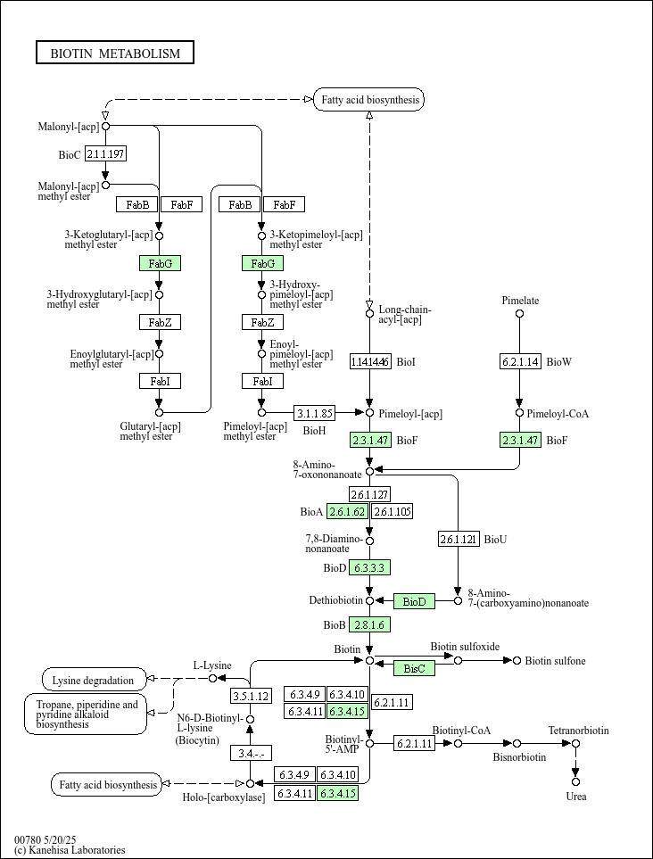 Biotin metabolism