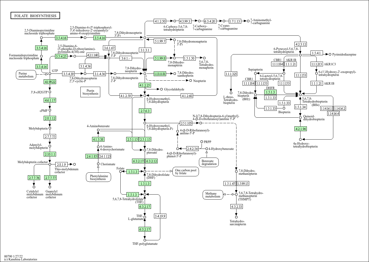Folate biosynthesis