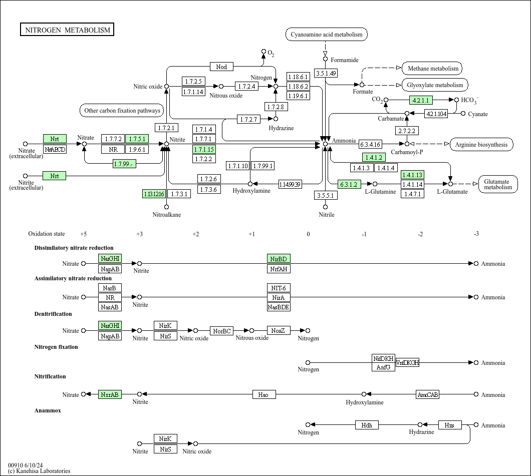Nitrogen metabolism