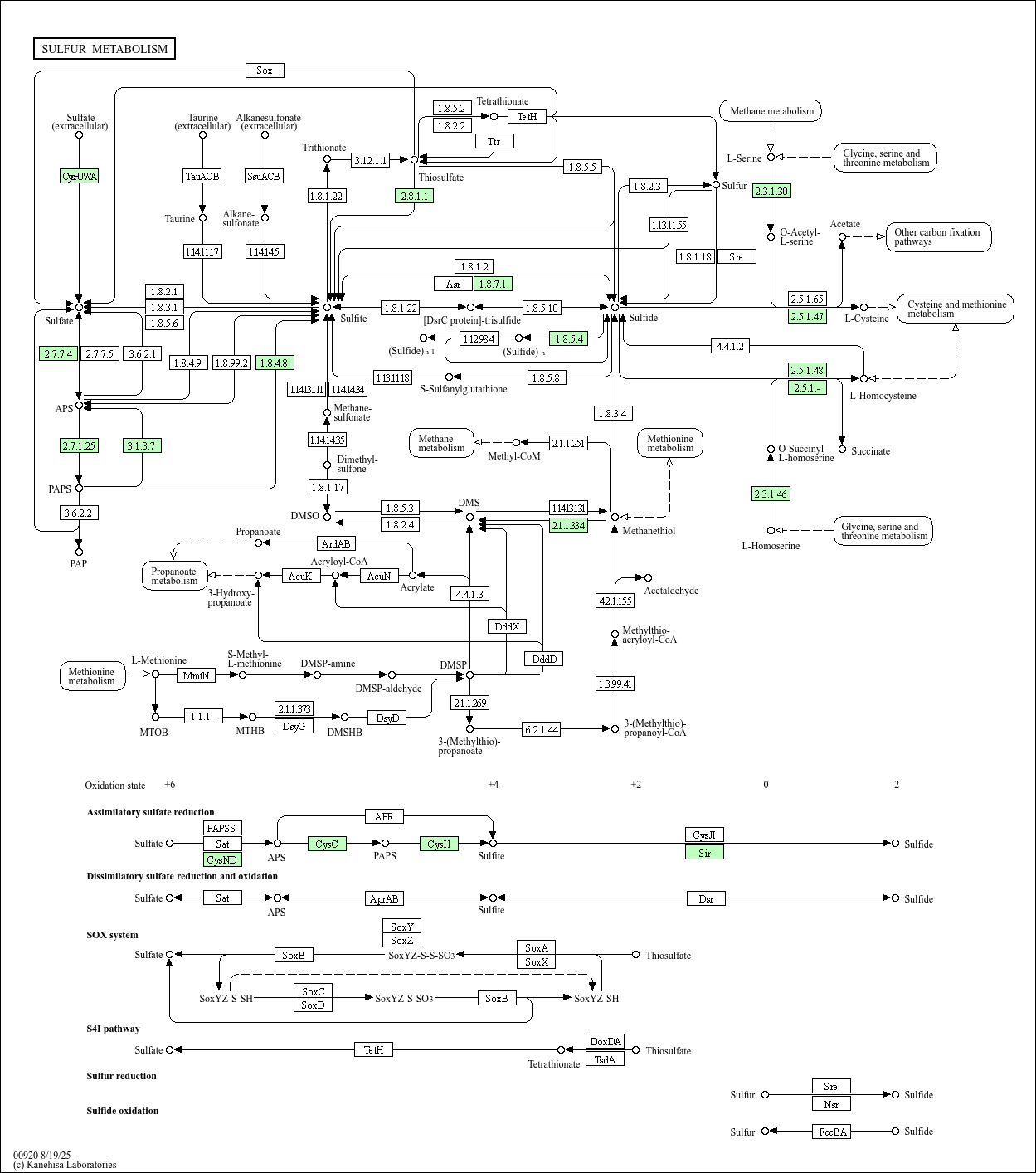 Sulfur metabolism