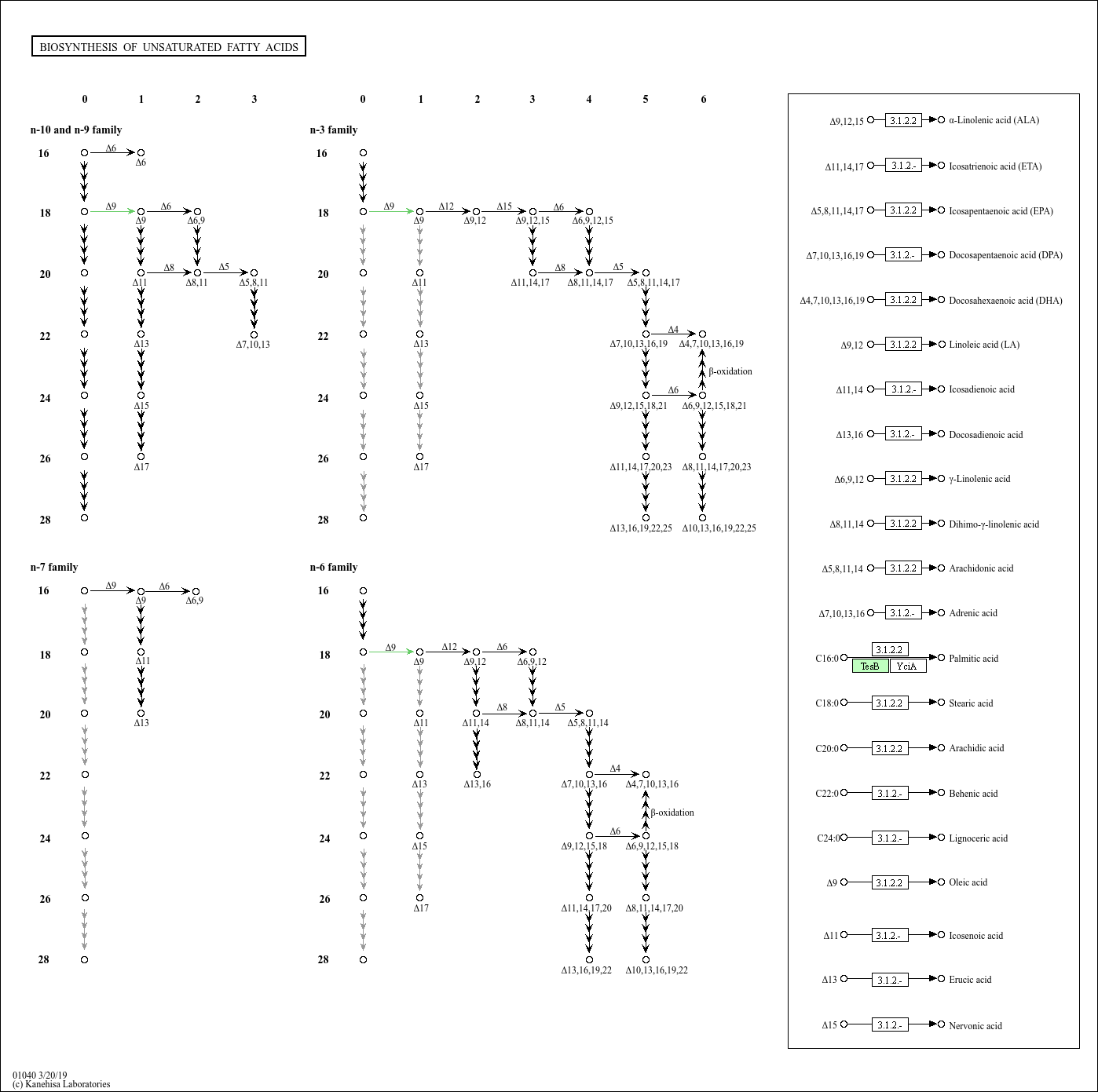 Biosynthesis of unsaturated fatty acids