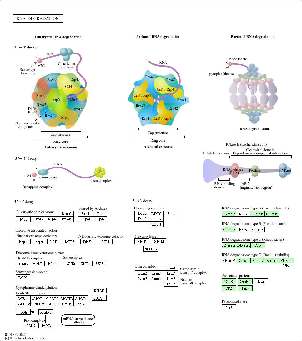 RNA degradation