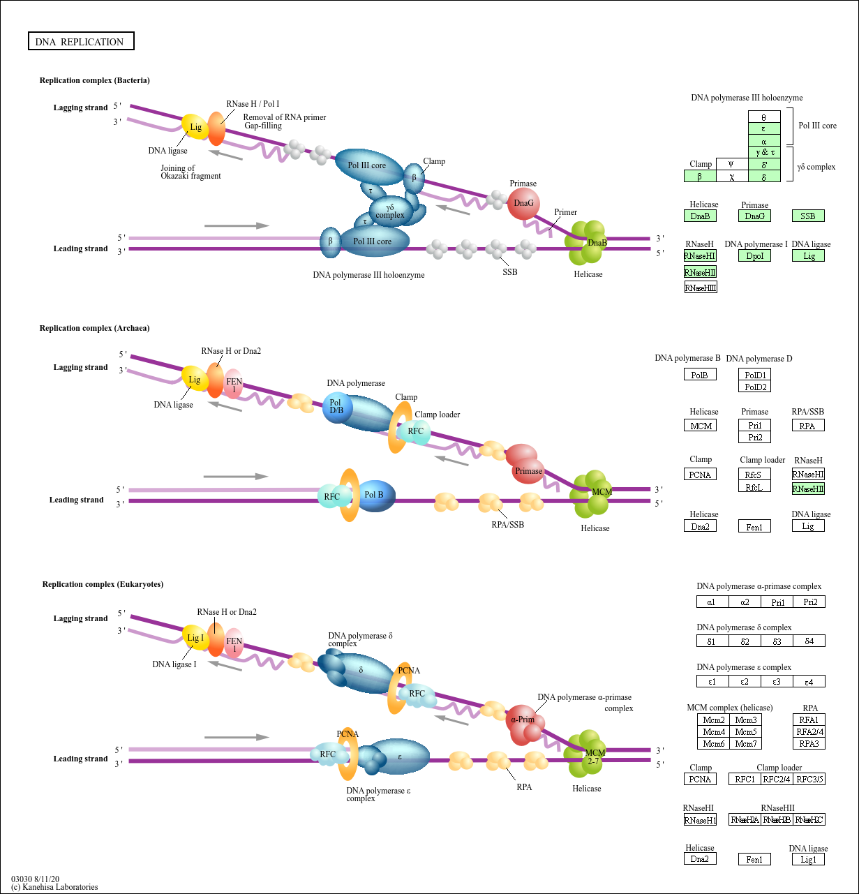 DNA replication