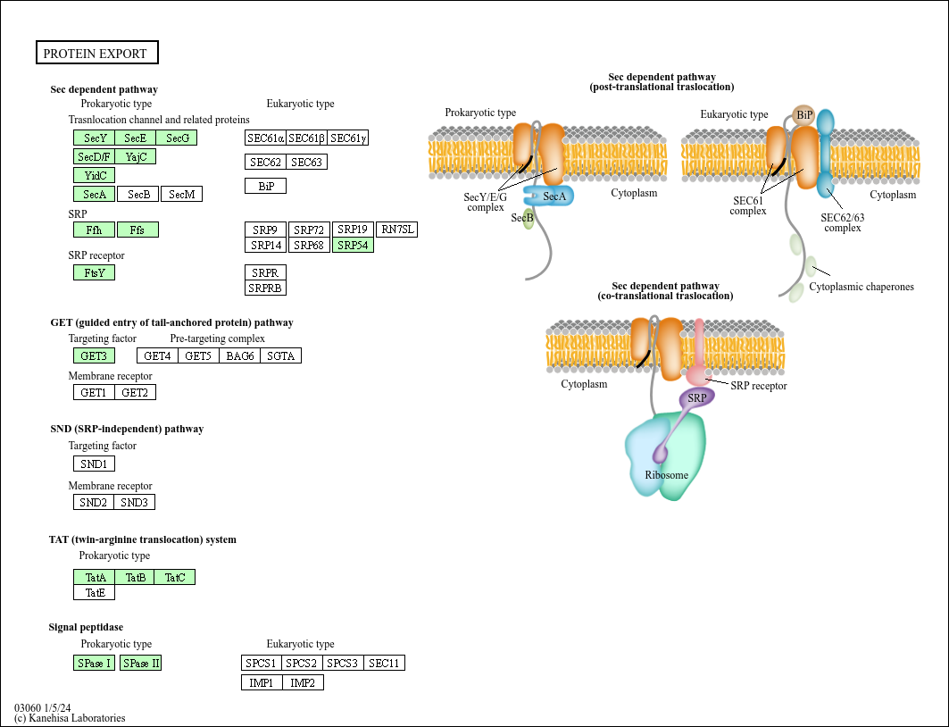 Protein export