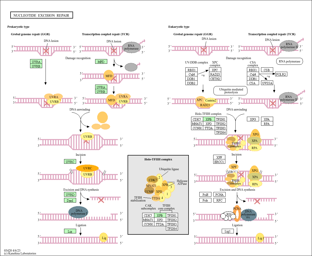 Nucleotide excision repair