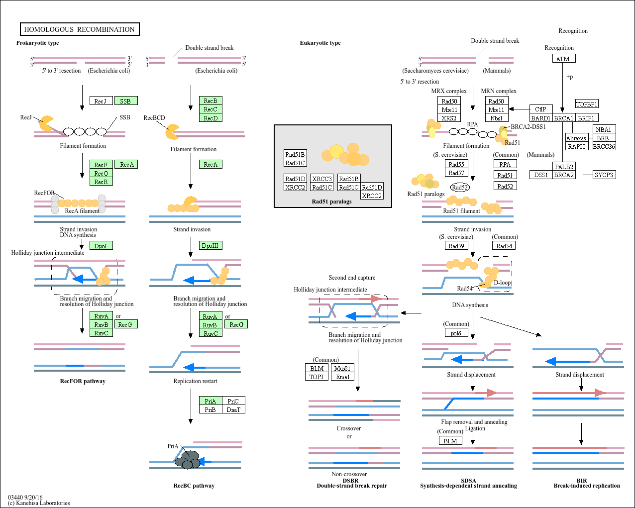 Homologous recombination